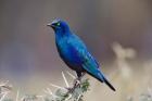 Blue-eared Glossy Starling bird, Lake Nakuru NP, Kenya