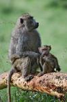 Olive Baboon, baby, Lake Nakuru National Park, Kenya