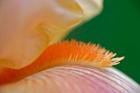 Close-up of hybrid Bearded Iris flower, Louisville, KY