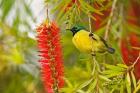 Variable Sunbird, Aberdare Country Club, Nyeri, Kenya