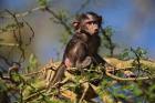 Baby Olive Baboon, Lake Nakuru National Park, Kenya