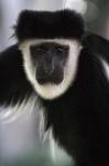 Black and White Colobus Monkey, Lake Nakuru NP, Kenya