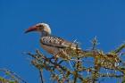 Red-billed Hornbill, Samburu Game Reserve, Kenya