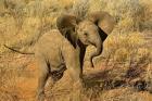 Baby African Elephant, Samburu Game Reserve, Kenya