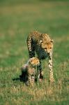 Kenya, Masai Mara Game Reserve, Cheetah with cub