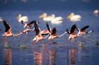 Lesser Flamingos running on water, Lake Nakuru National Park, Kenya