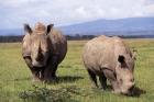 White Rhinoceros grazing, Lake Nakuru National Park, Kenya