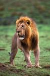 Adult male lion, Masai Mara Game Reserve, Kenya