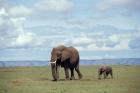 African baby elephant with mother, Masai Mara Game Reserve, Kenya