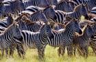Large herd of Burchell's Zebras, Masai Mara Game Reserve, Kenya