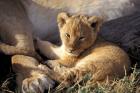 Kenya, Masai Mara. Six week old Lion cub (Panthera leo)