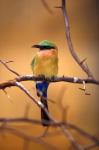 Kenya. Red-throated bee eater bird-