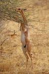 Gerenuk antelope, Samburu Game Reserve, Kenya