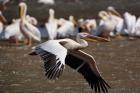 White Pelican birds in flight, Lake Nakuru, Kenya