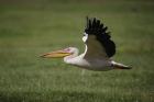 White Pelican bird in flight, Lake Nakuru, Kenya