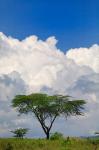 Umbrella Thorn Acacia, Lake Nakuru National Park, Kenya