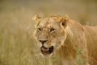 Lioness on the hunt in tall grass, Masai Mara Game Reserve, Kenya