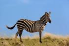 Single Burchell's Zebra, Masai Mara Game Reserve, Kenya