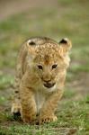 Young lion cub, Masai Mara Game Reserve, Kenya