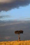 Single Umbrella Thorn Acacia Tree at sunset, Masai Mara Game Reserve, Kenya