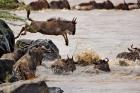 Wildebeest jumping into Mara River, Masai Mara Game Reserve, Kenya