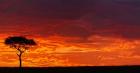 Umbrella Thorn Acacia against a Red Sky, Kenya