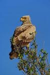 Tawny Eagle, Aquila rapax, Masai Mara Game Reserve, Kenya