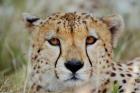 Head of a Cheetah, Masai Mara Game Reserve, Kenya