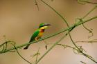 Tropical Bird, Little Bee Eater, Masai Mara GR, Kenya