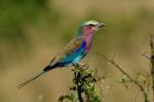 Lilacbreasted Roller bird, Kenya