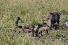 Warthog with babies, Masai Mara Game Reserve, Kenya