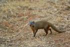 Dwarf Mongoose, Samburu Game Reserve, Kenya