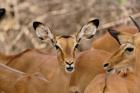 Wildlife, Female Impala, Samburu Game Reserve, Kenya