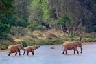 African Elephant crossing, Samburu Game Reserve, Kenya