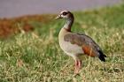 Egyptian Goose, Samburu Game Reserve, Kenya