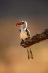 Red-billed Hornbill, Samburu Game Reserve, Kenya