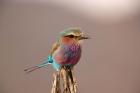 Lilac breasted Roller bird, Samburu Game Reserve, Kenya