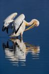 White Pelican bird, Lake Nakuru National Park, Kenya