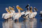 Group of White Pelican birds in the water, Lake Nakuru, Kenya