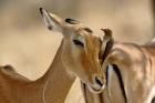 Female Impala with Red-billed Oxpecker, Samburu Game Reserve, Kenya