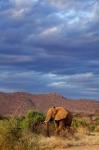African Elephant, Samburu Game Reserve, Kenya