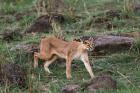 Caracal wildlife, Maasai Mara, Kenya