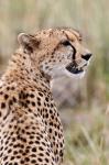 Cheetah profile, Maasai Mara, Kenya