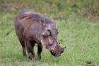 Warthog wildlife, Maasai Mara, Kenya