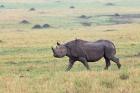 Black Rhino, Maasai Mara, Kenya