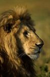 Adult male lion, Maasai Mara, Kenya