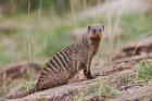 Banded Mongoose wildlife, Maasai Mara, Kenya