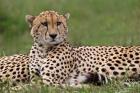 Cheetah resting, Maasai Mara, Kenya