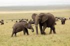 Herd of African elephants, Maasai Mara, Kenya