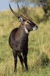 Common Waterbuck wildlife, Maasai Mara, Kenya